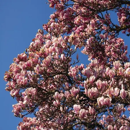 Apartment Kurviertel Iv