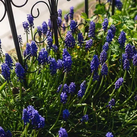 Apartment Kurviertel Iv