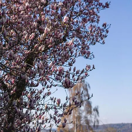 Appartement Kurviertel Iv *