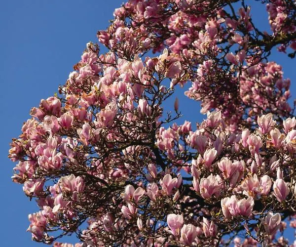 Apartment Kurviertel Iv